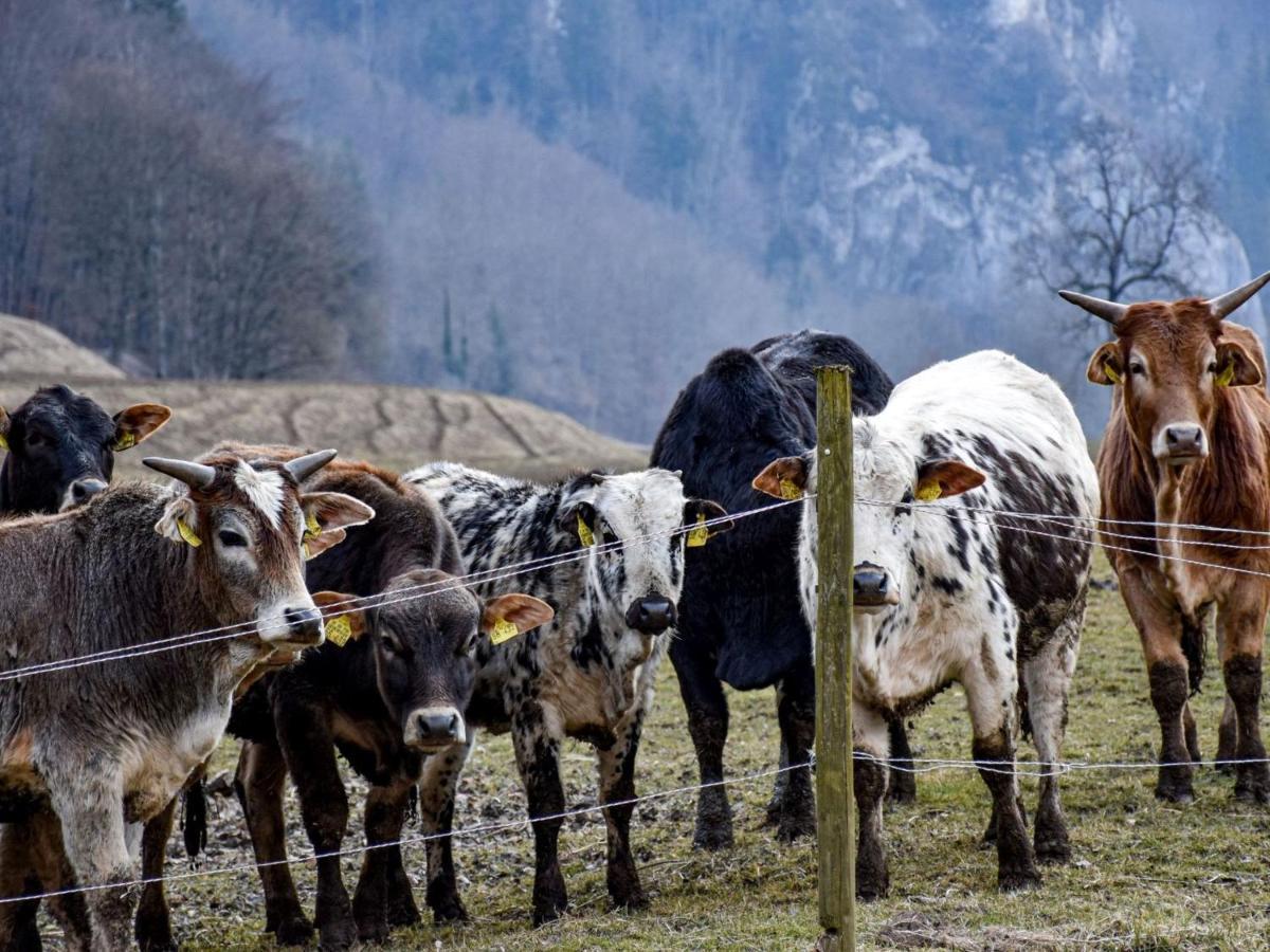 Gasthaus Jaegerhaus Fridingen an der Donau Eksteriør billede
